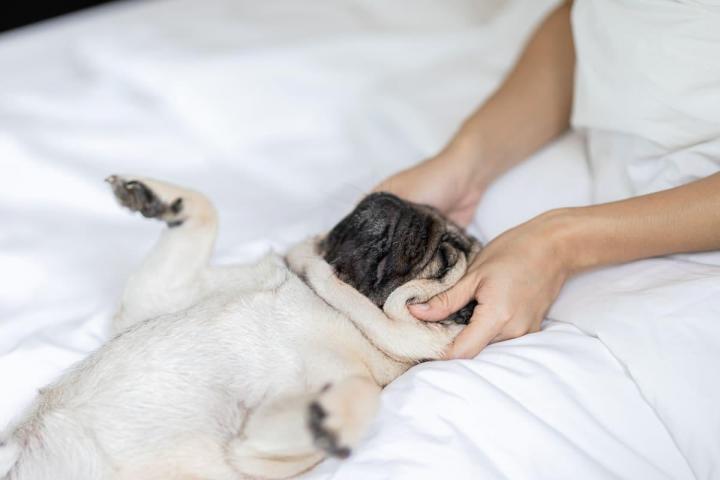 Pet Spa Treatments Hallandale Beach