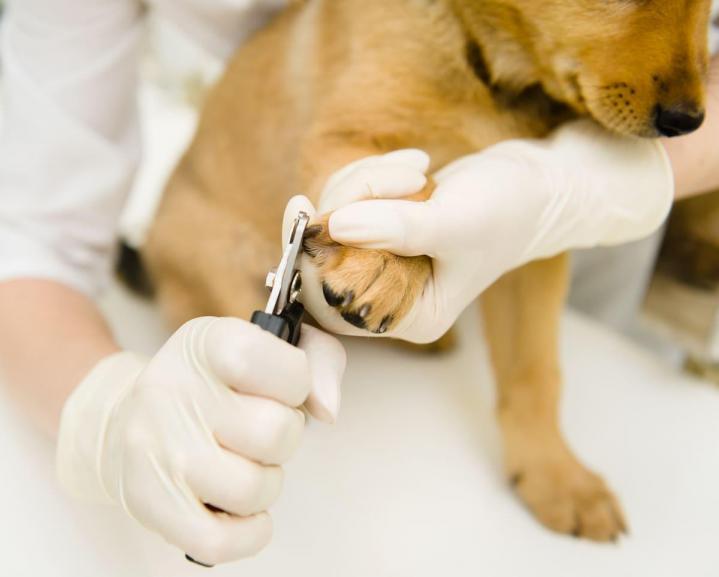 Pet Spa Hallandale Beach