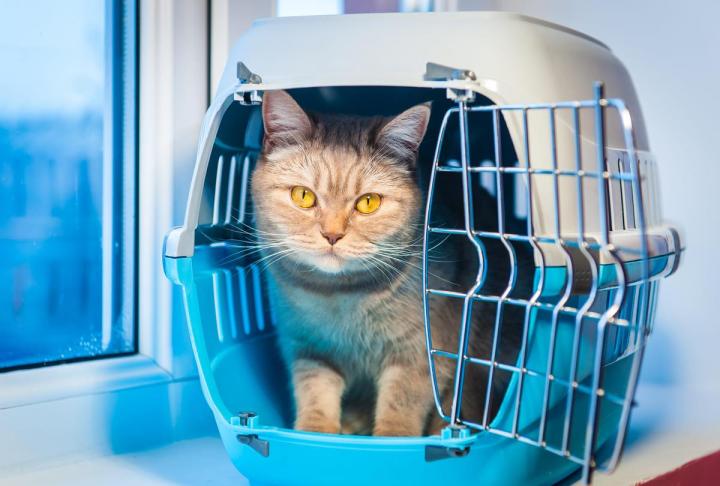 Pet Boarding Options Hallandale Beach