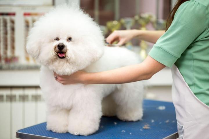 Professional Pet Grooming Hallandale Beach
