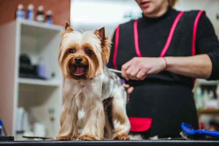 Mobile Pet Grooming Hallandale Beach
