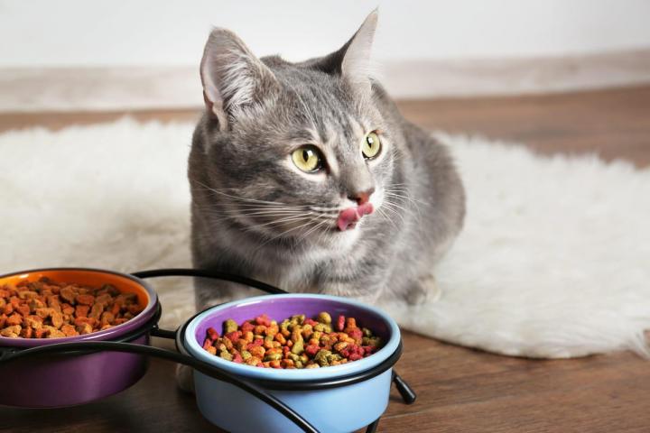 Pet Daycare Services Hallandale Beach