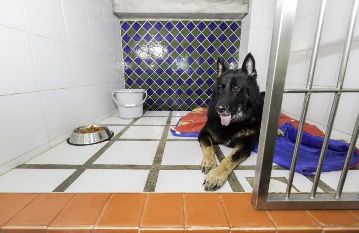Pet Boarding Hallandale Beach