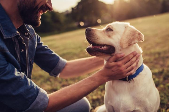 Pet Day Care Hallandale Beach