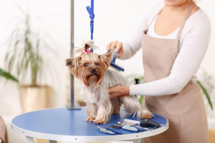 Mobile Pet Grooming Hallandale Beach