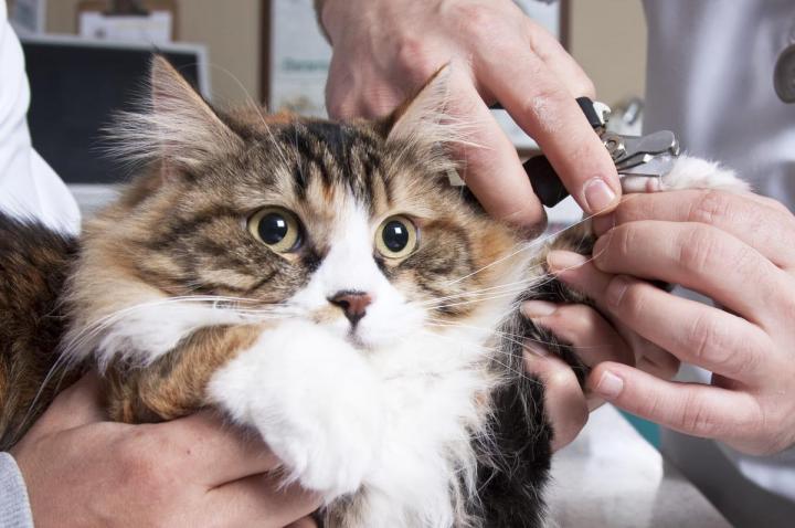 Grooming Salon Hallandale Beach